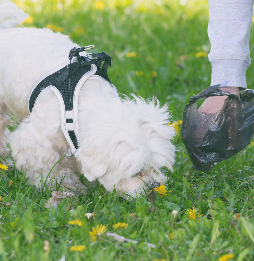 5 Reasons Your Dog Eats Poop and How to Stop It